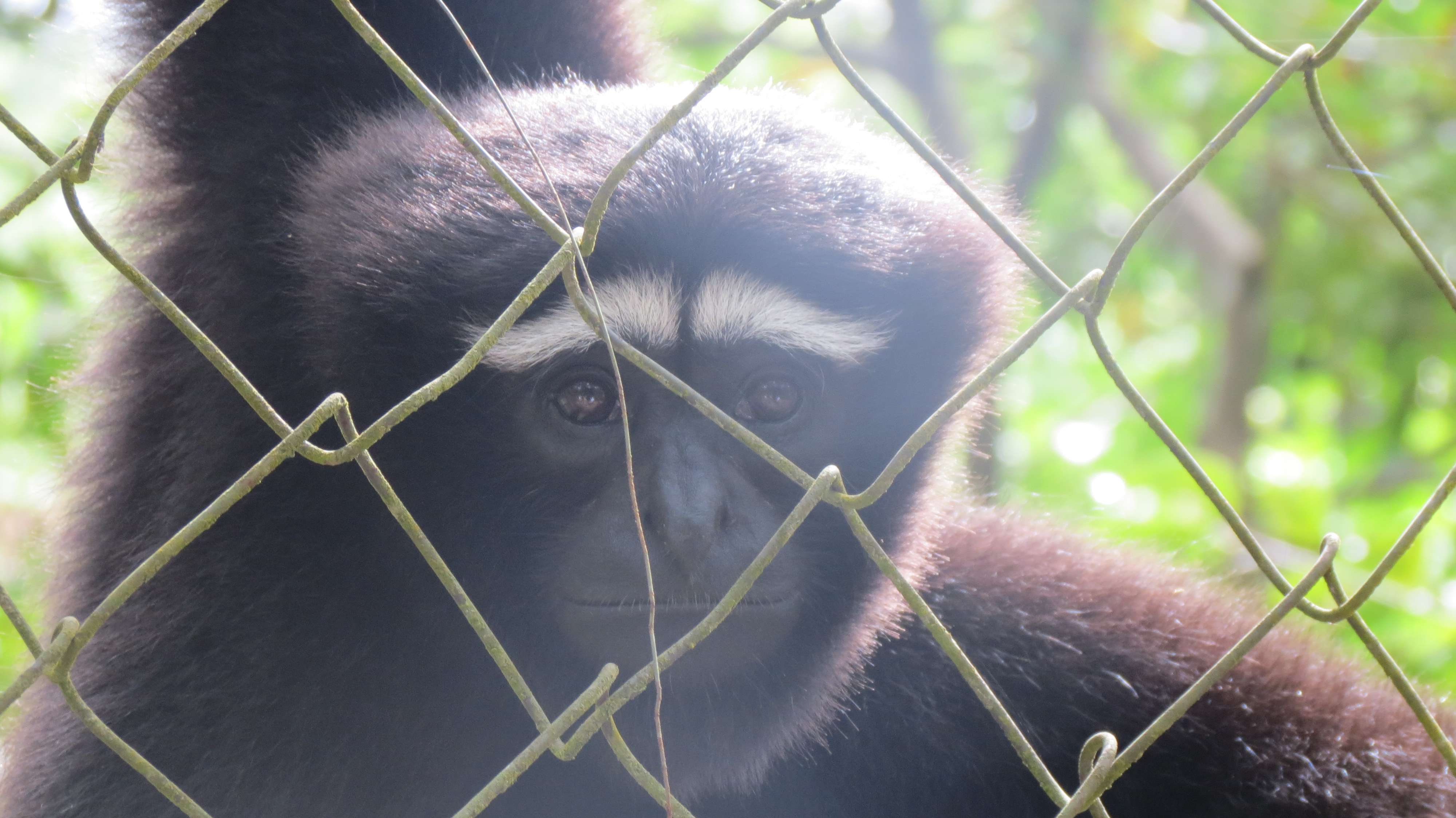 Hoolock Gibbon: Brachiating lone apes of India | Arunachal Observer