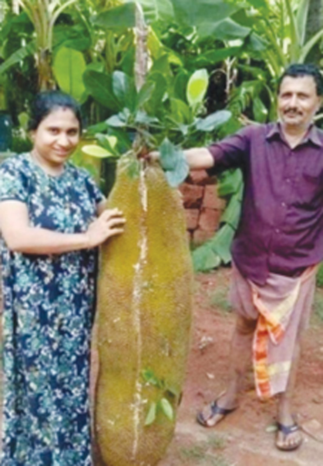 impact-over-5-feet-tall-jackfruit-arunachal-observer