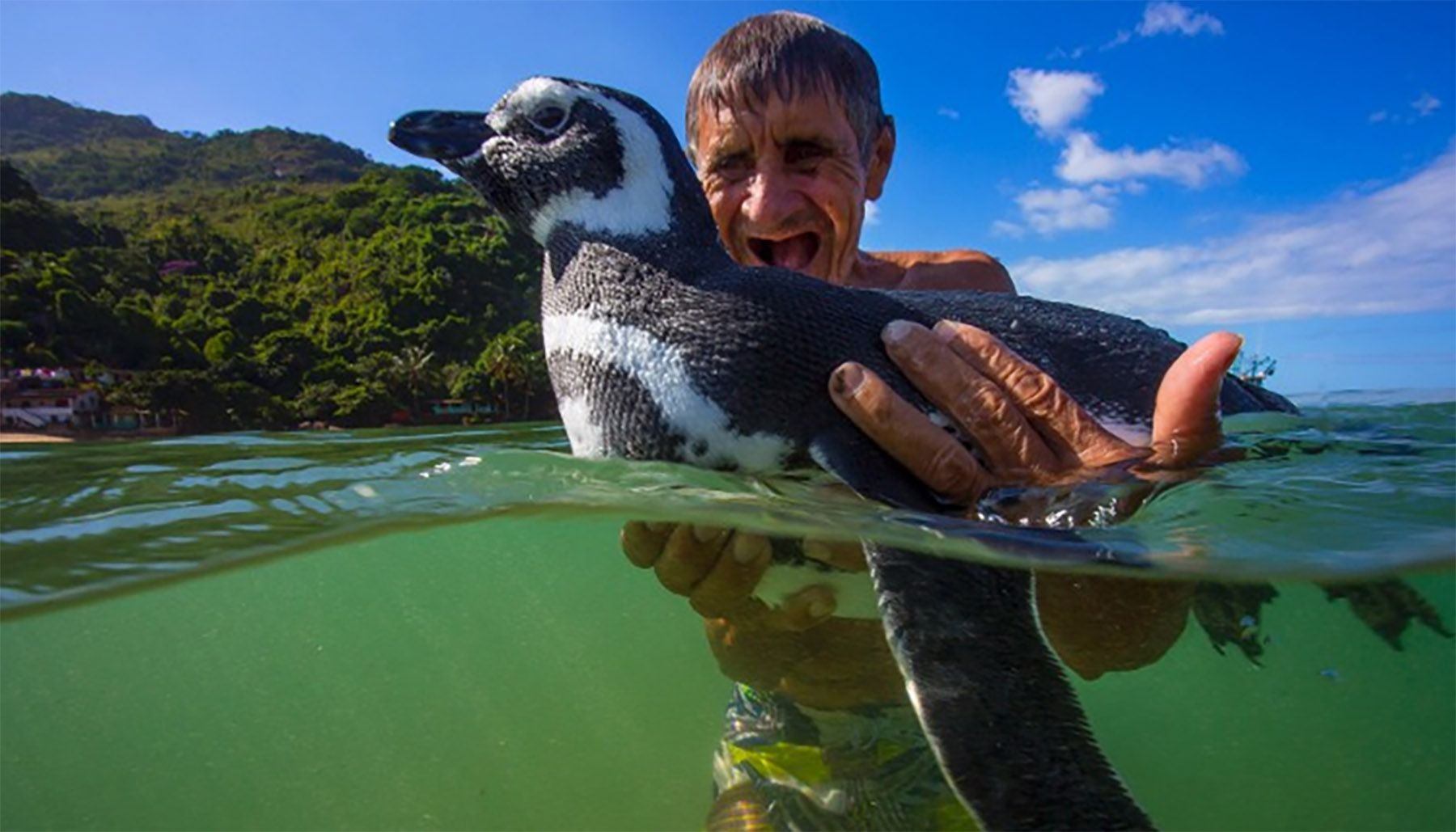 Rare man-bird love story | Penguin swims ashore to meet his human rescuer |  Arunachal Observer
