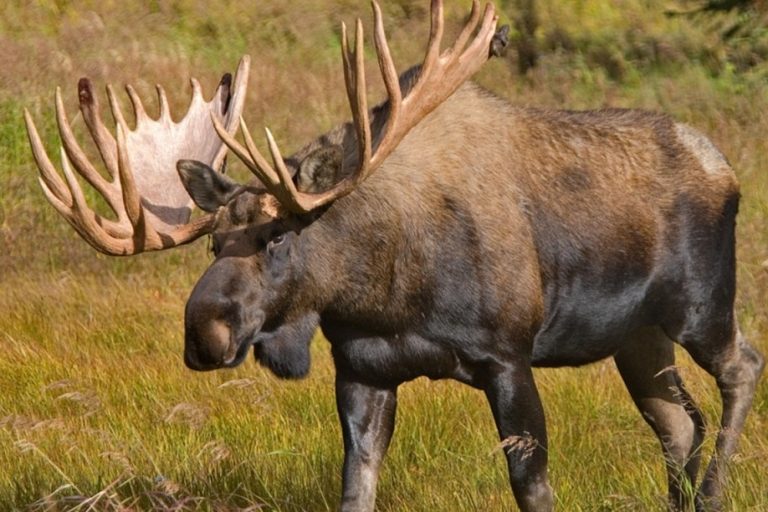 World's top 15 largest species of deer & antelope | Arunachal Observer