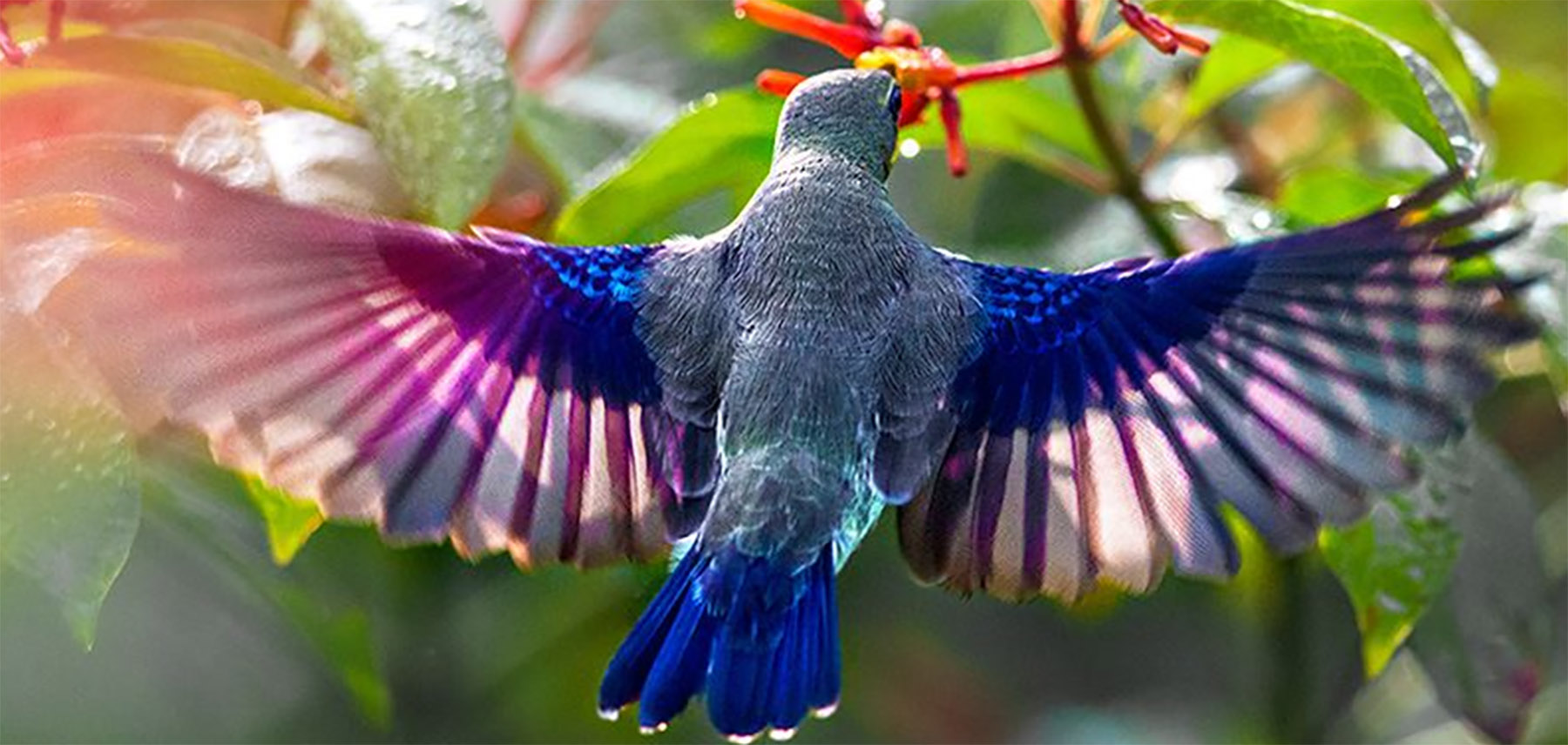 Arunachal Pradesh – a hub of avian species | Arunachal Observer