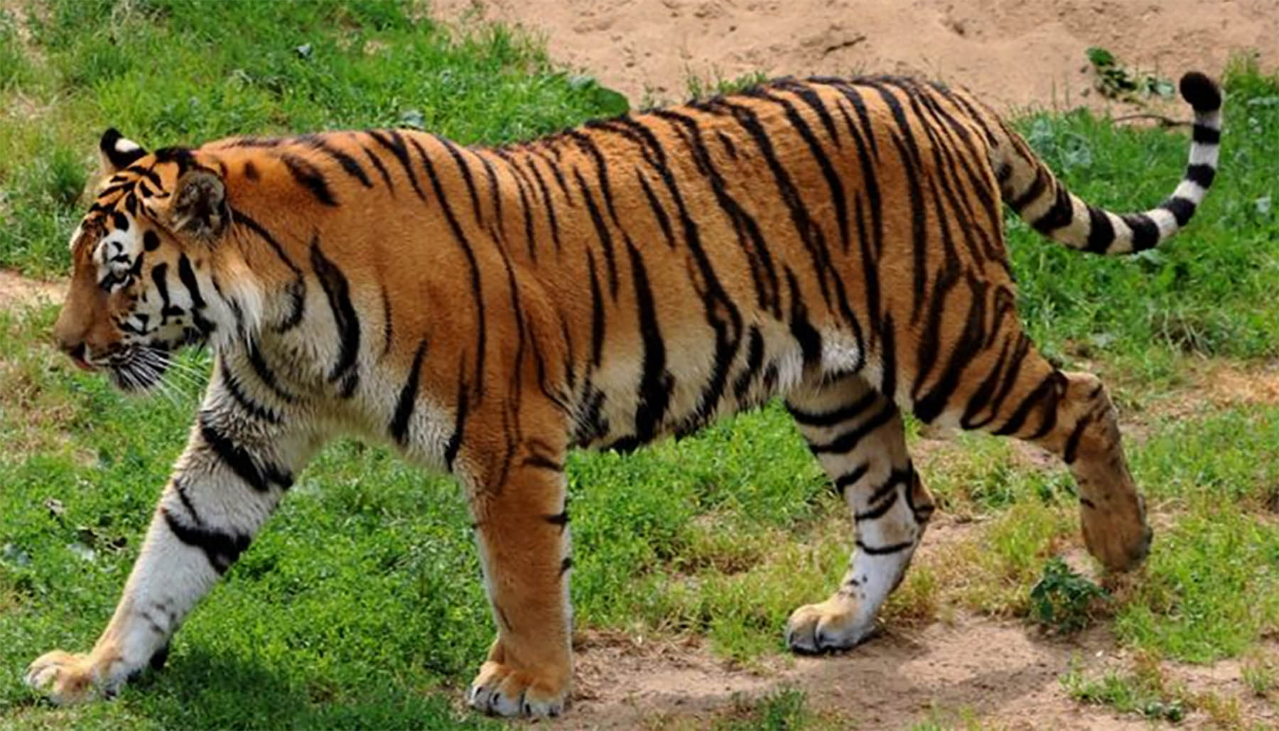 Conservation of the Royal Bengal Tiger has taken a hit in the Namdapha  Tiger Reserve as the authorities have discontinued the services of 53  frontline staff and all casual employees.