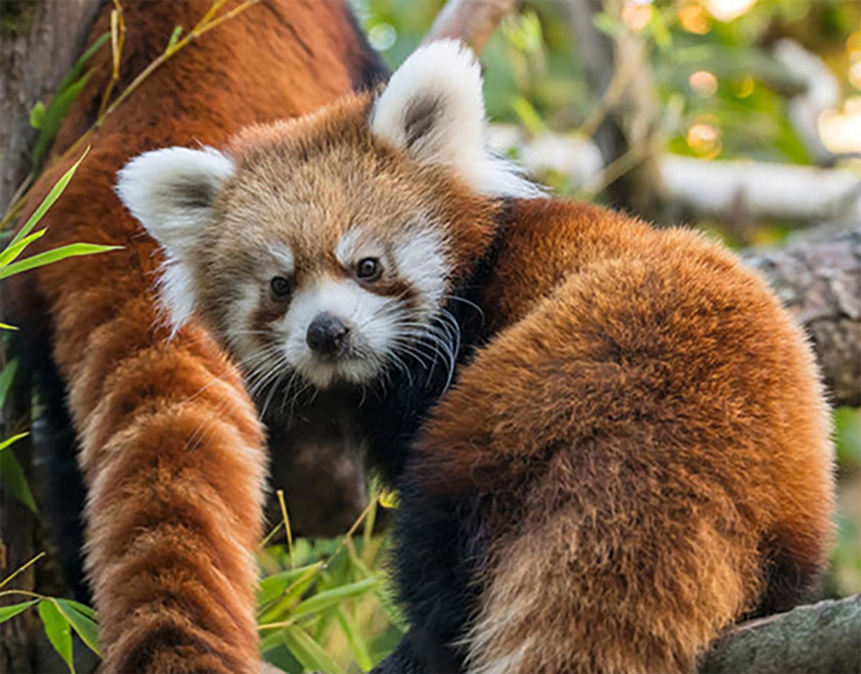 Endangered Red Panda spotted in Tawang | Arunachal Observer